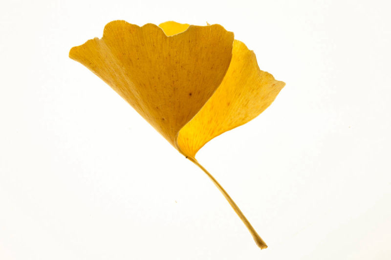 Gingko-Blatt-Herbst