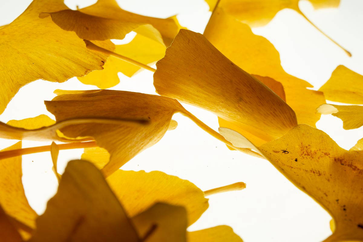 viele Gingko-Blätter im Herbst